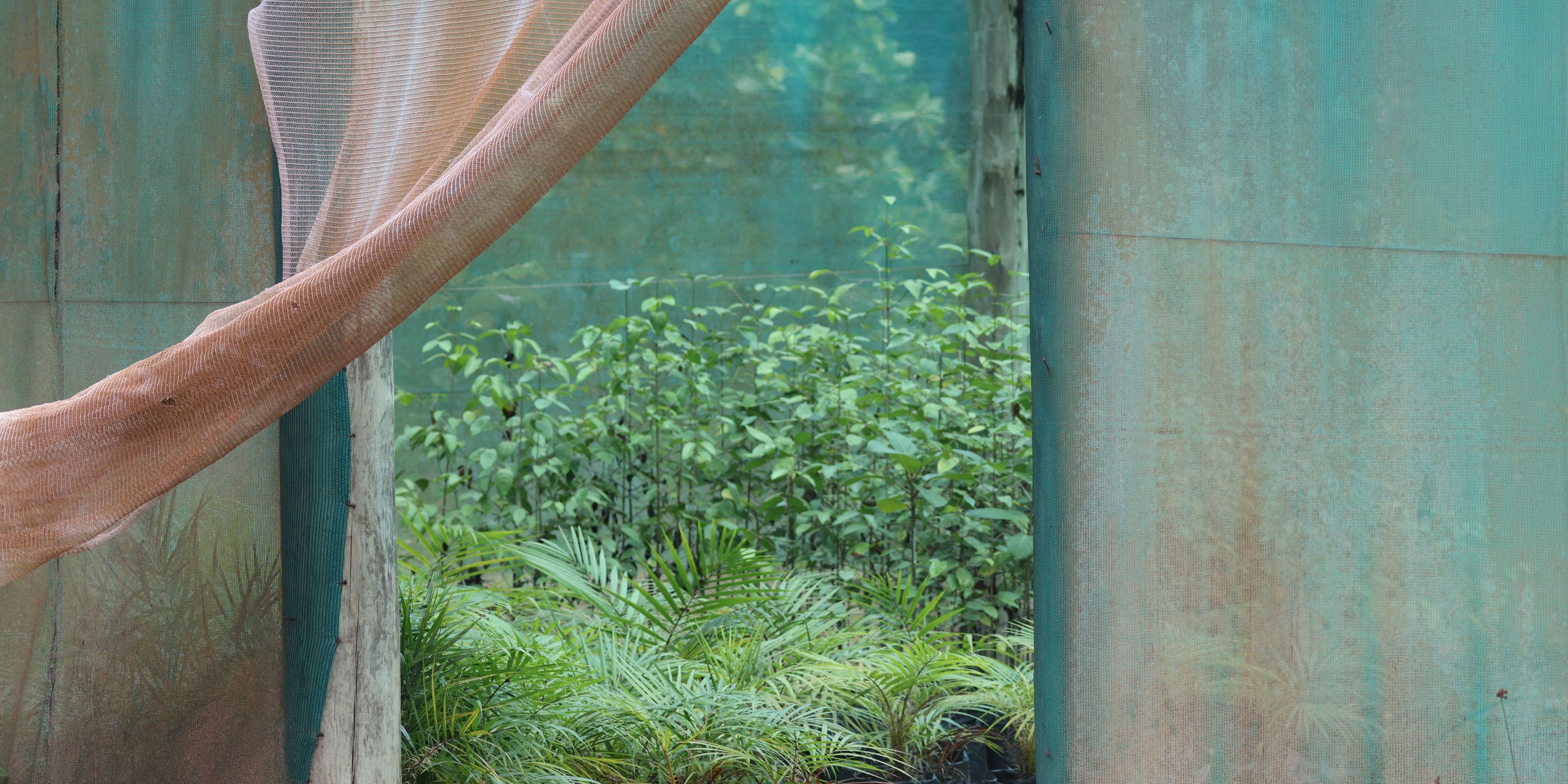 natucate-seychelles-volunteeering-north-island-little-plants