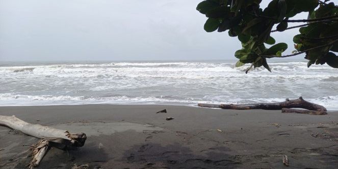 Marias Ausblick vom Strand auf die Küste am Meer umrandet von Pflanzen.