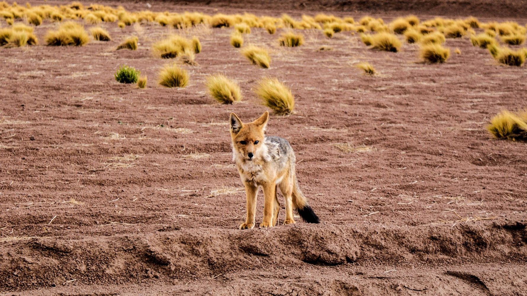 blog-ratgeber-reisetipps-und-wissenswertes-lea-wildhund-natucate