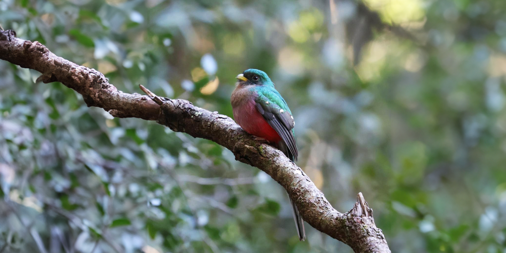 natucate-internship-south-africa-nature-valley-trust-learning-forest-audio-moths