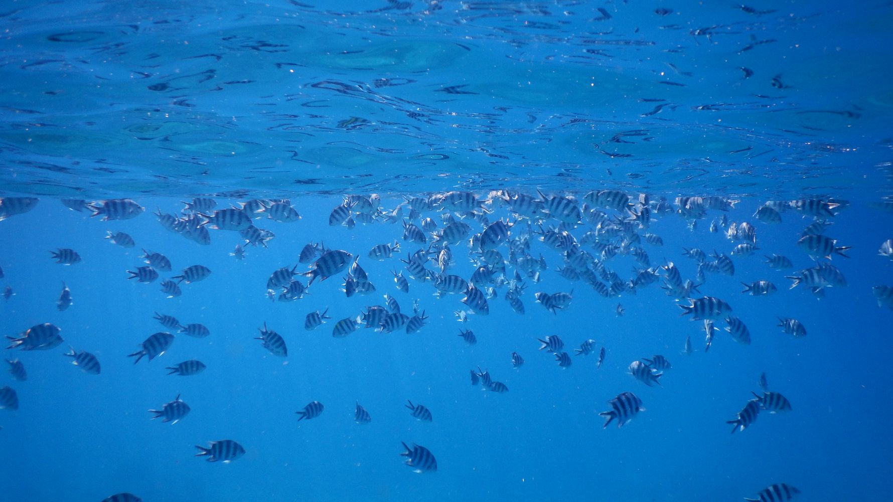 Rangerkurs: Ein Schwarm von Halfterfischen