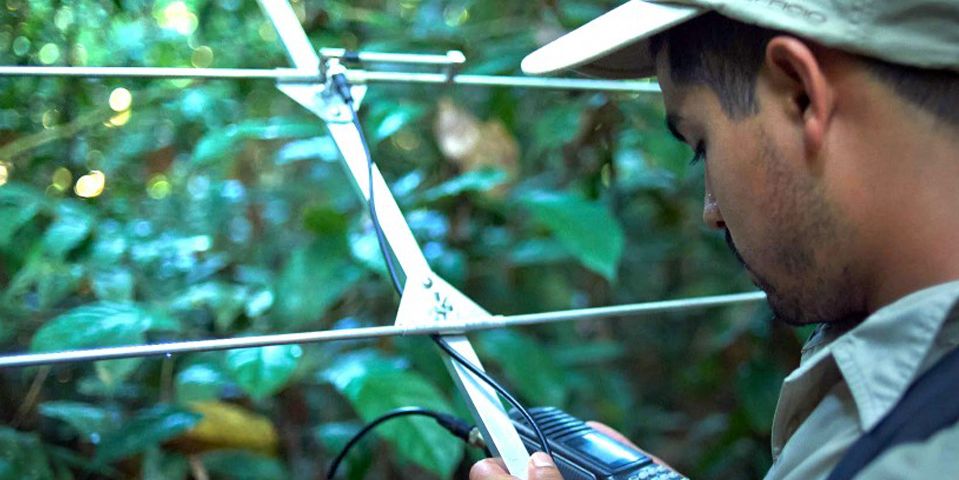 auslandspraktikum-peru-primatenforschung-telemetrie-natucate