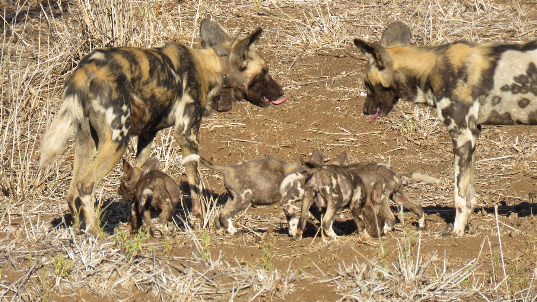 african wild dog pups