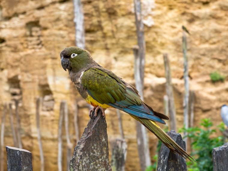 blog-wissen-kakapos-die-tugend-der-langsamkeit-vogel-natucate
