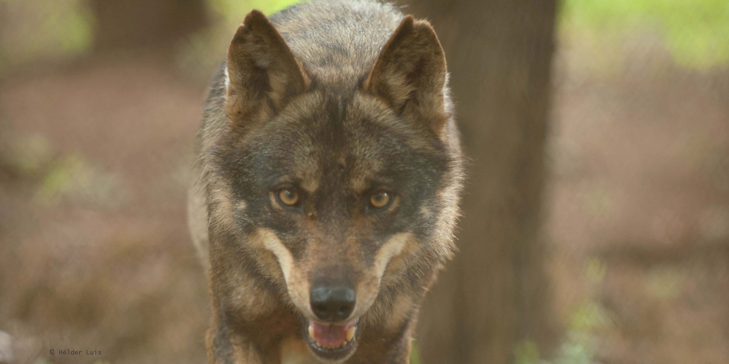Close-Up eines Iberischen Wolfs auf dem Gelaende des Wolfsschutzprojekts im portugiesischen Distrikt Lissabon