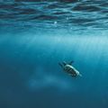 travel-guide-indonesia-teluk-cenderawasih-marine-national-park-seaturtle-natucate