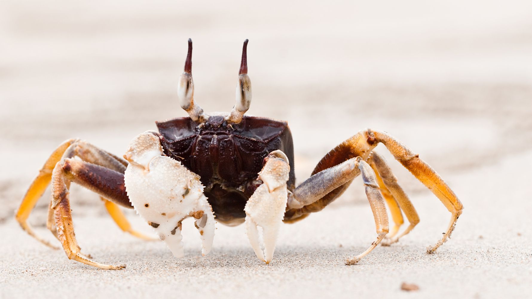 Ein Krebs auf einem thailaendischen Strand sticht vor allem durch seine braun-orange Faerbung hervor