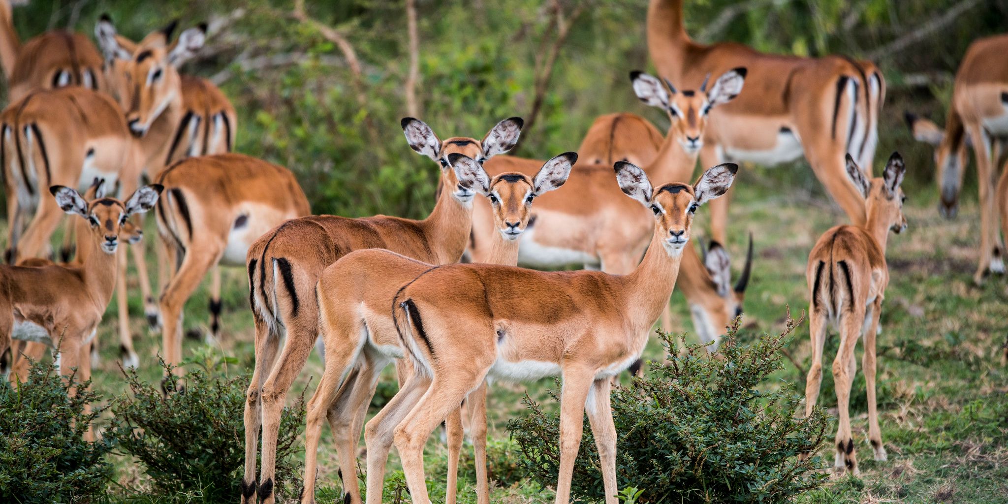 Impala herd