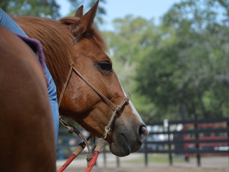 blog-ratgeber-englisches-pferdevokabular-natucate