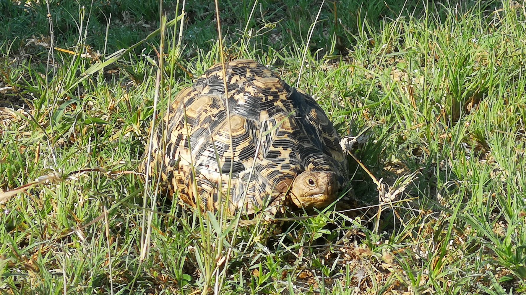 erfahrungsberichte-naturreise-suedafrika-ecoquest-caroline-schildkroete-natucate