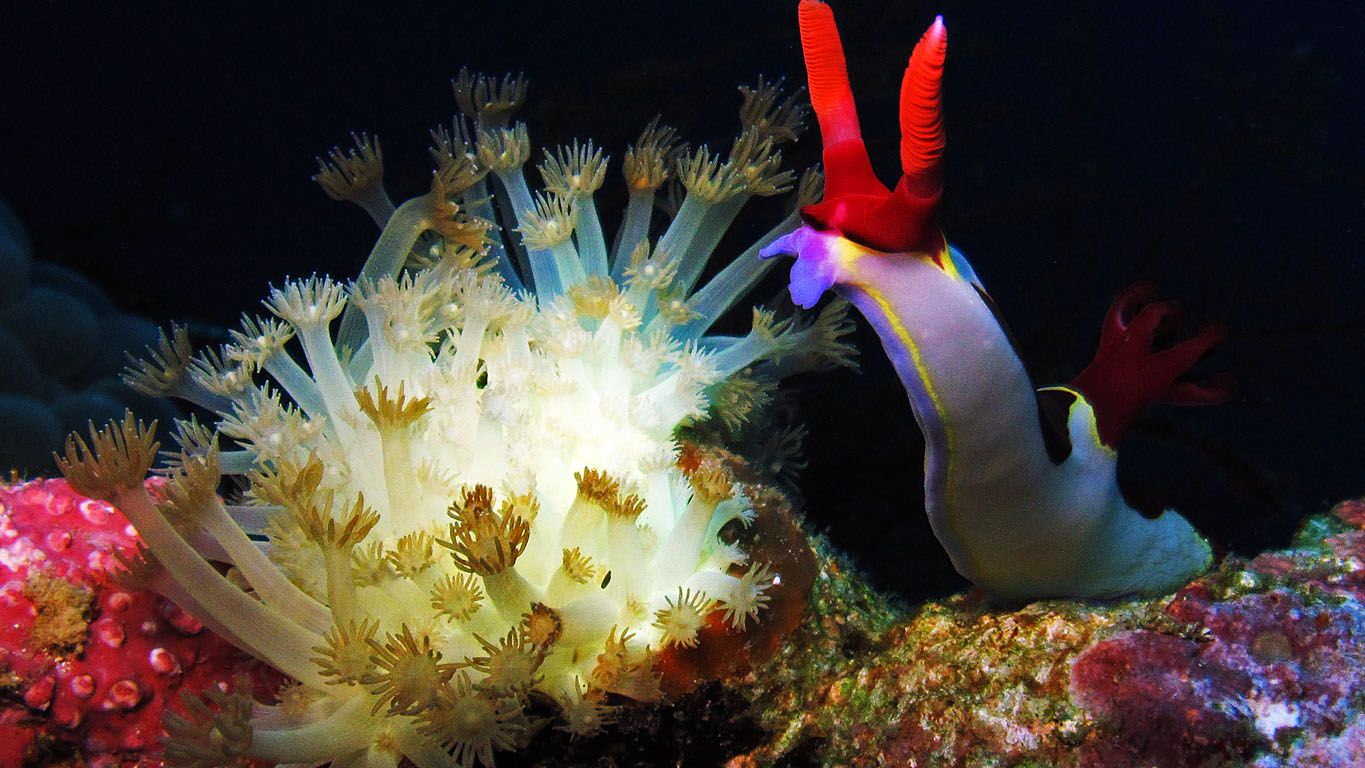 Ein schneckenartiger Meeresbewohner an einer Unterwasserpflanze vor der philippinischen Kueste