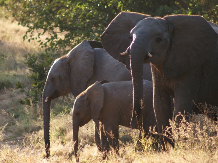Herd of elephants