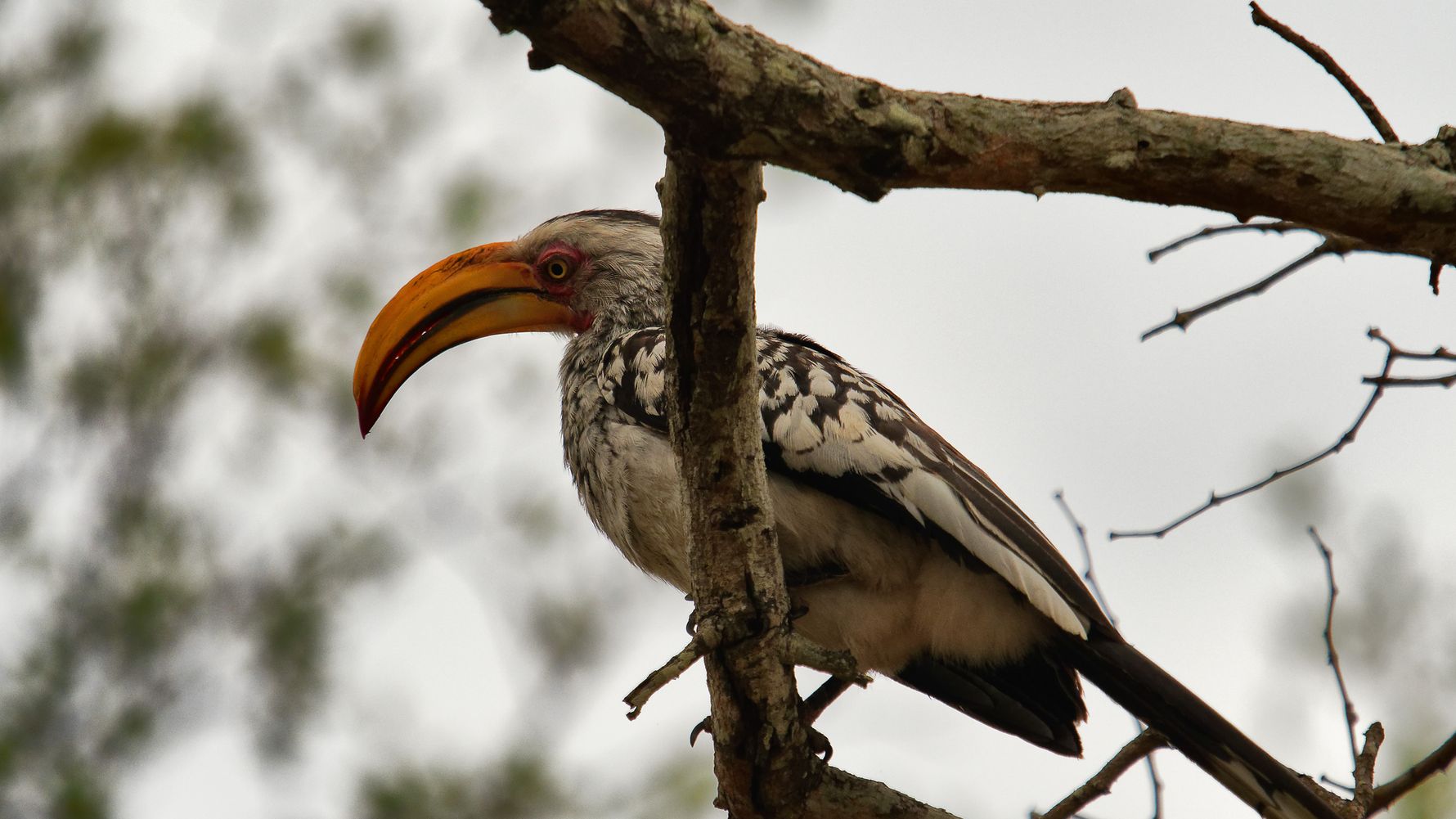 blog-erfahrungsbericht-suedafrika-ecoquest-anny-yellow-billed-hornbill-natucate