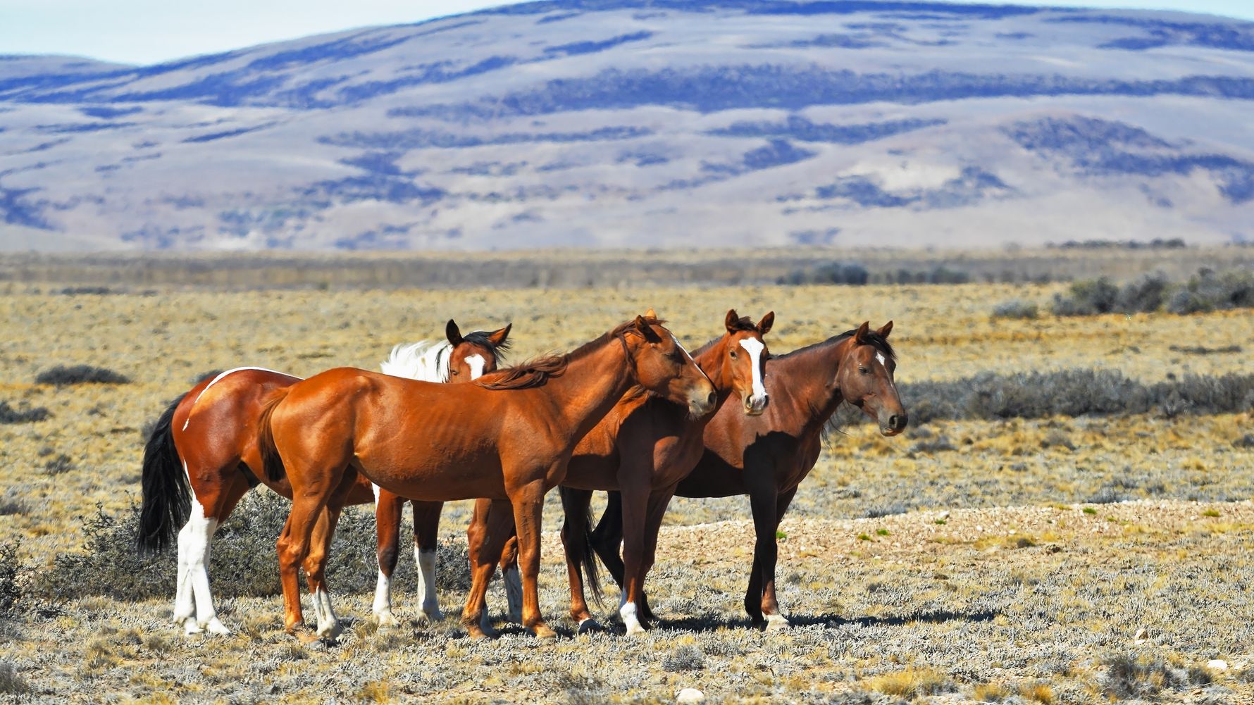 usa-florida-pferde-blog-natucate