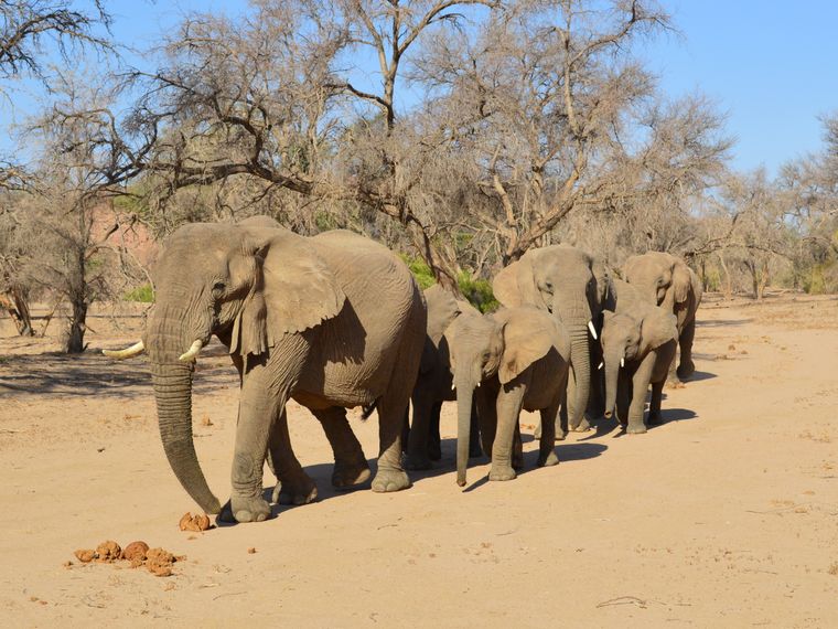 Elefantenherde zieht in der Savanne Afrikas umher