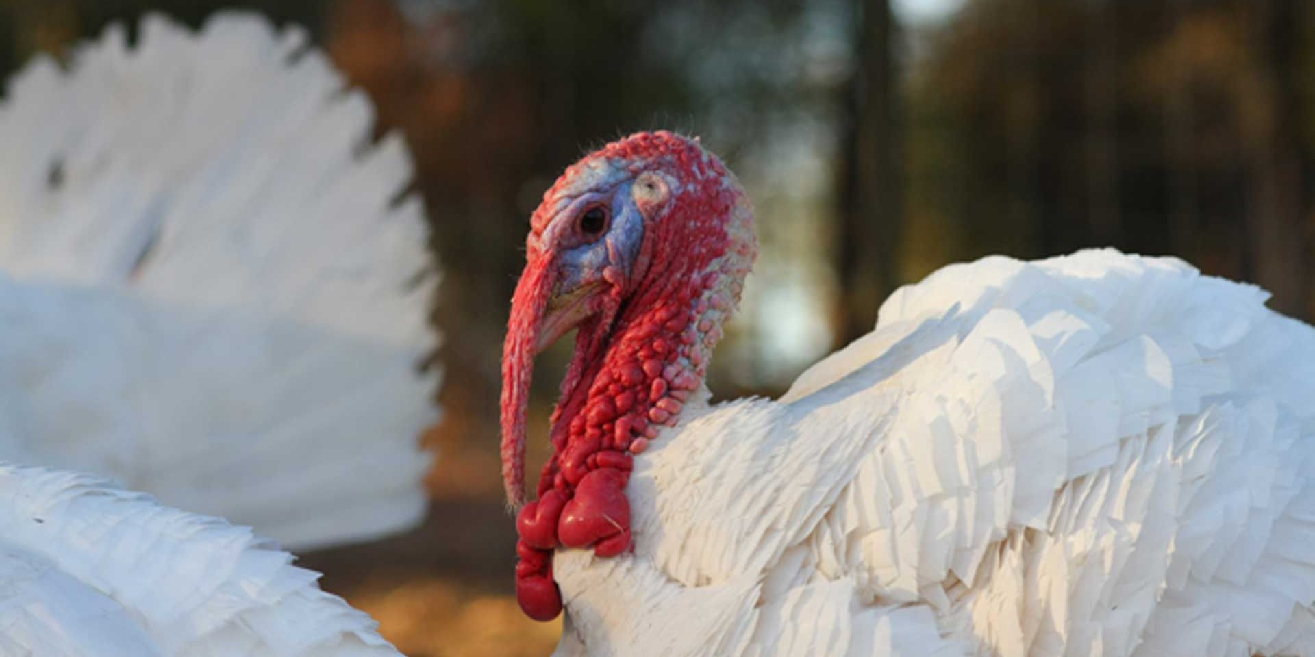 Close up of a turkey which lives in an animal rescue centre in Northern California
