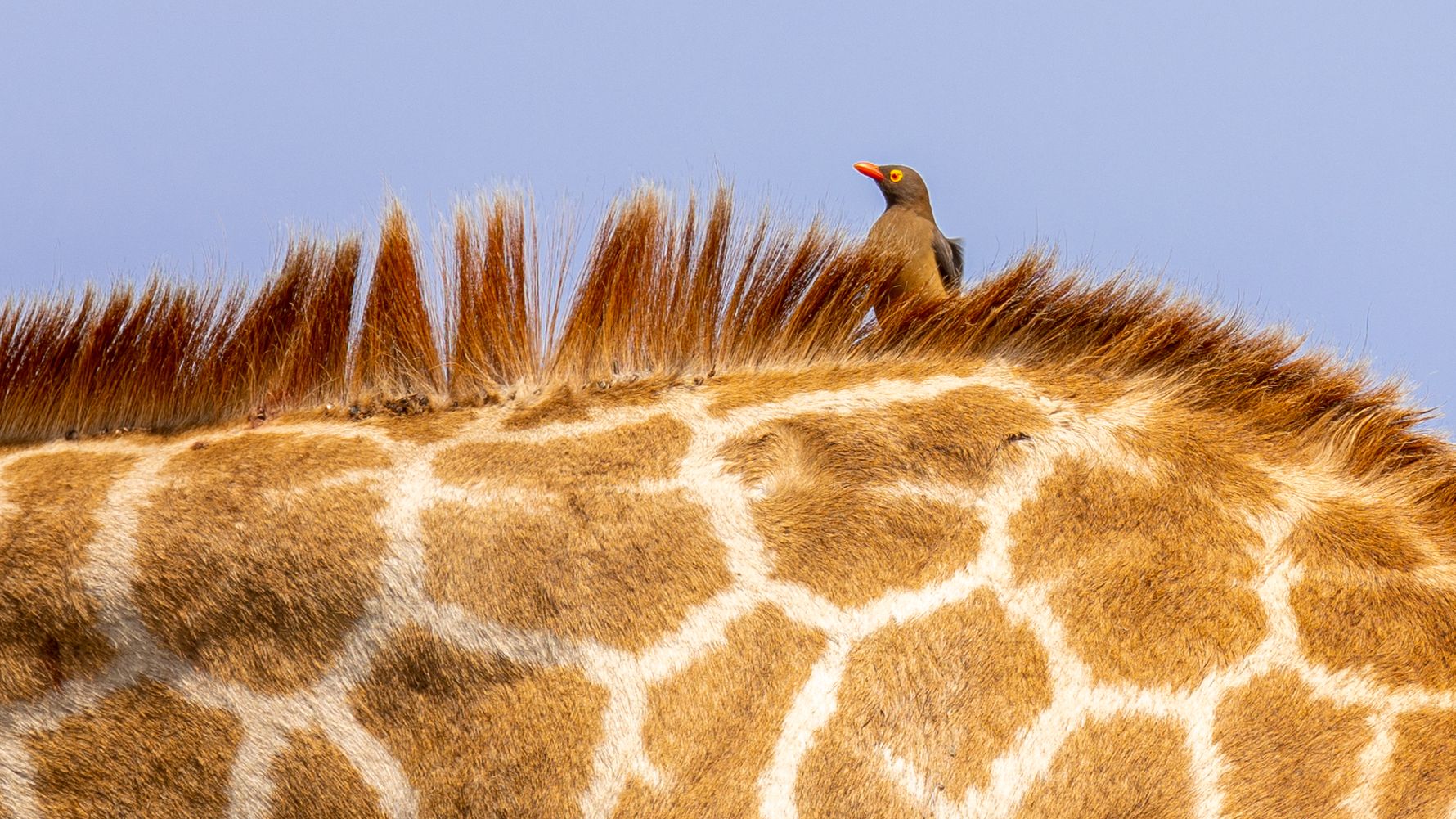 erfahrungsberichte-freiwilligenarbeit-suedafrika-fgl1-martina-giraffe-bird-natucate