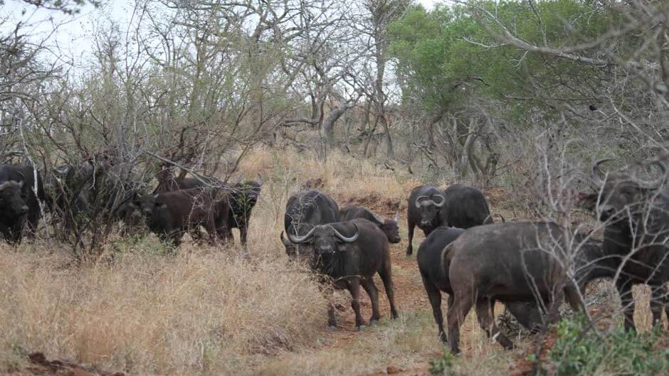 naturwissen-blog-afrikanischer-bueffel