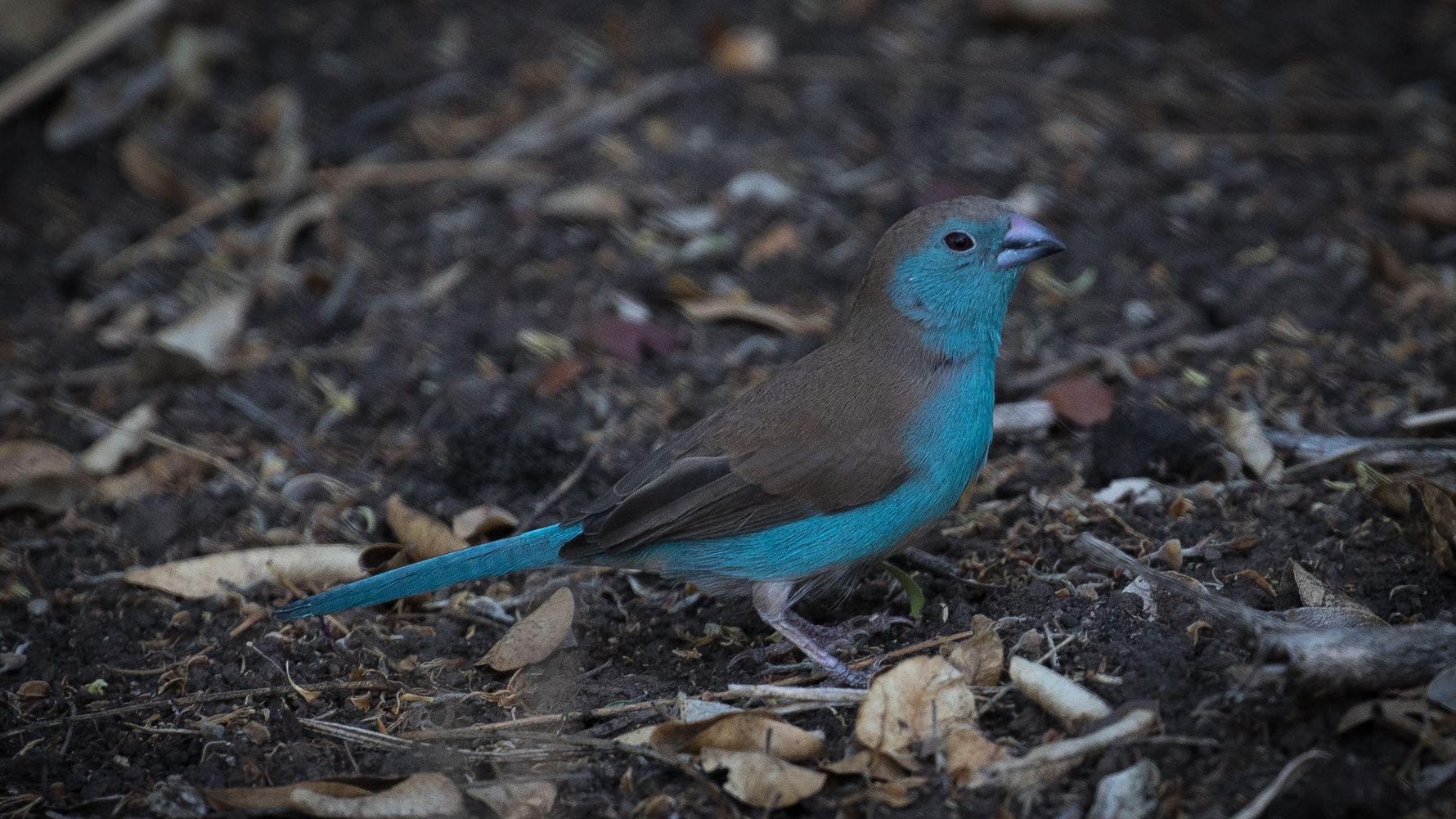 blog-sabbatjahr-freie-wirtschaft-vogel-natucate