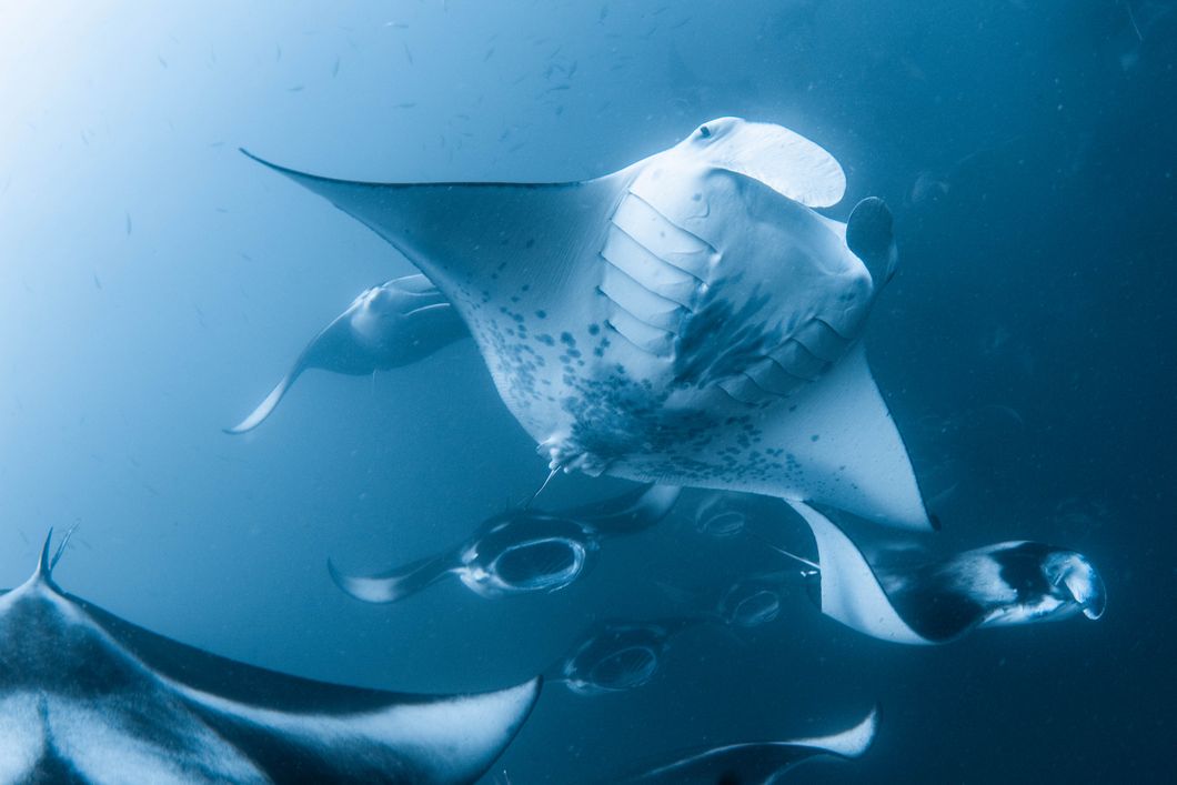 natucate-pwe-maldives-shark-feeding