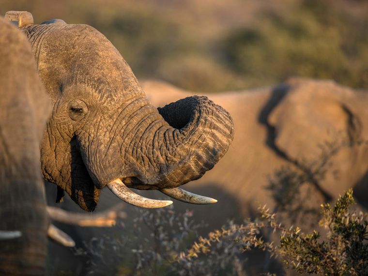 freiwilligenarbeit-sambia-artenschutz-elefanten-natucate