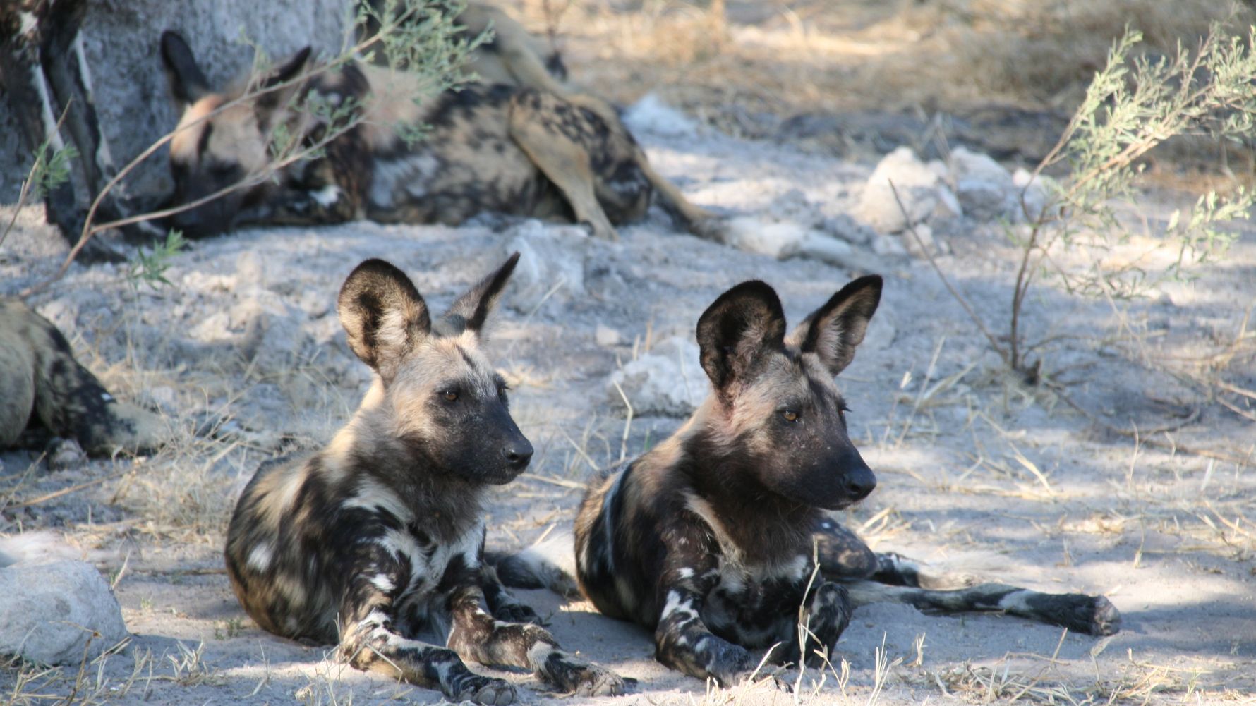 artenschutz-bedrohte-tierarten-wildhunde