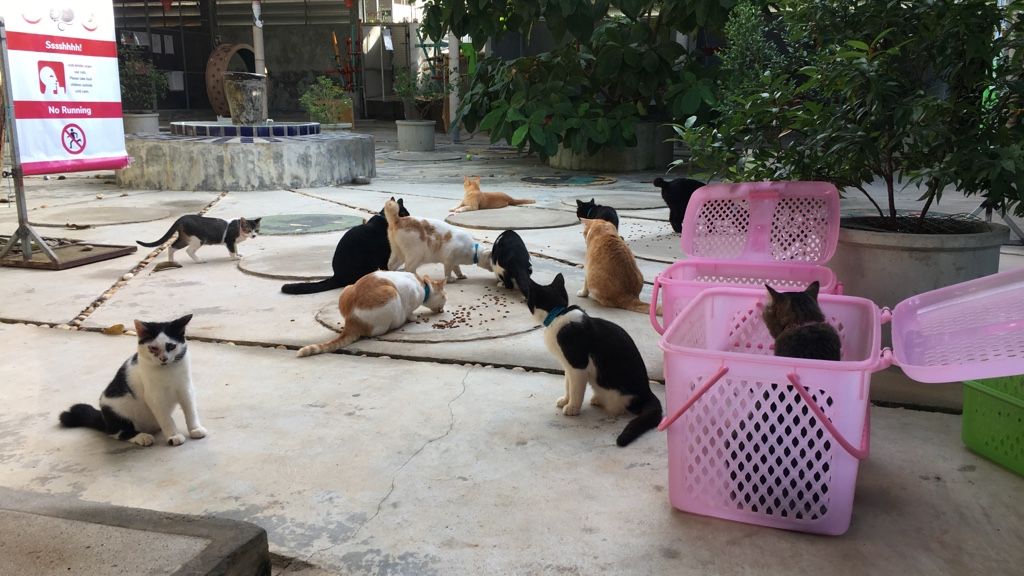 erfahrungsberichte-freiwilligenarbeit-thailand-ko-lanta-tierschutz-andrea-katzen-natucate
