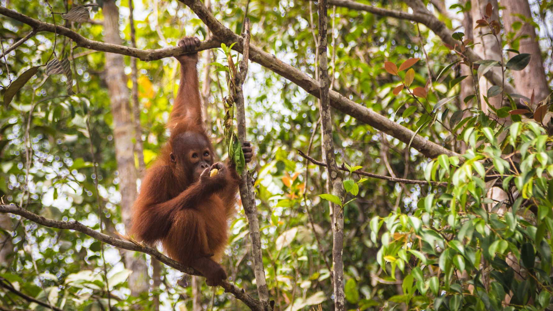 Orang Utan im Wald