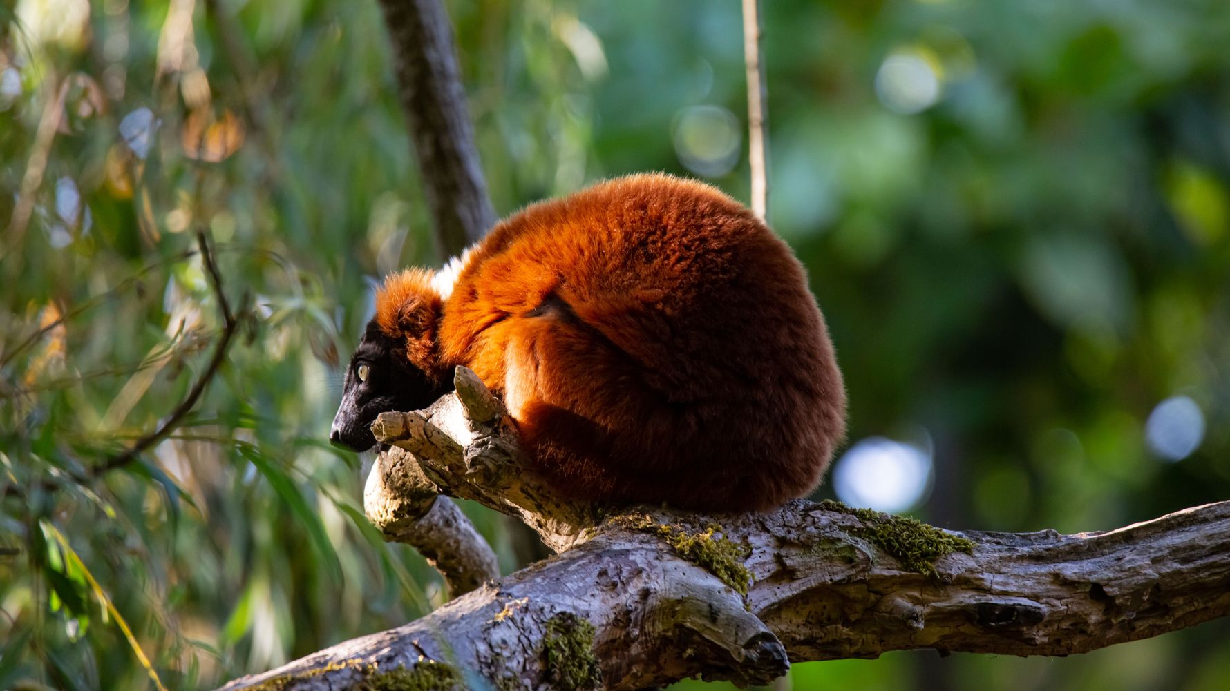 Rotstirnmaki sitzend
