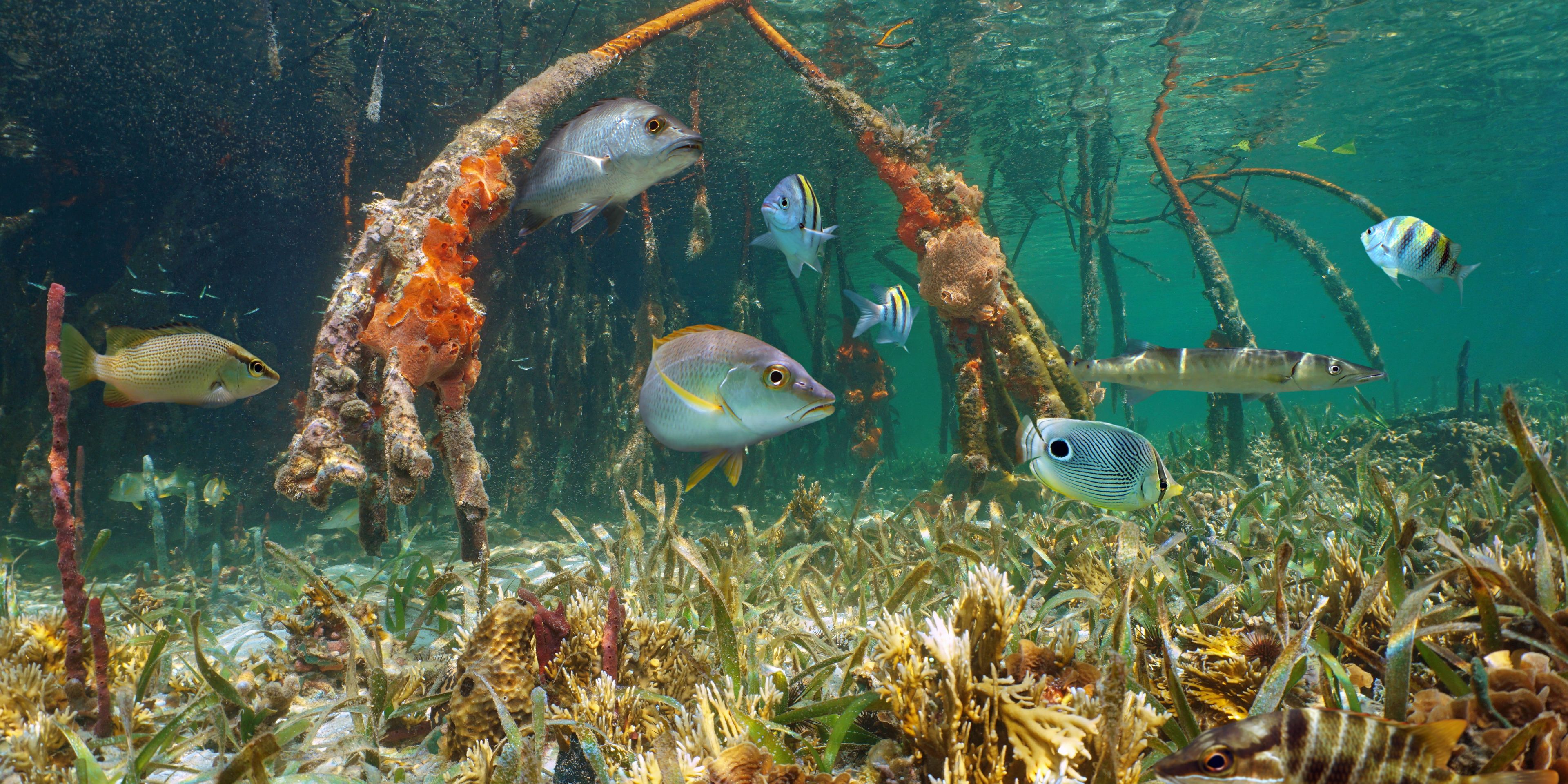 natucate-country-information-panama-bocas-del-toro-mangrove-ecoystem