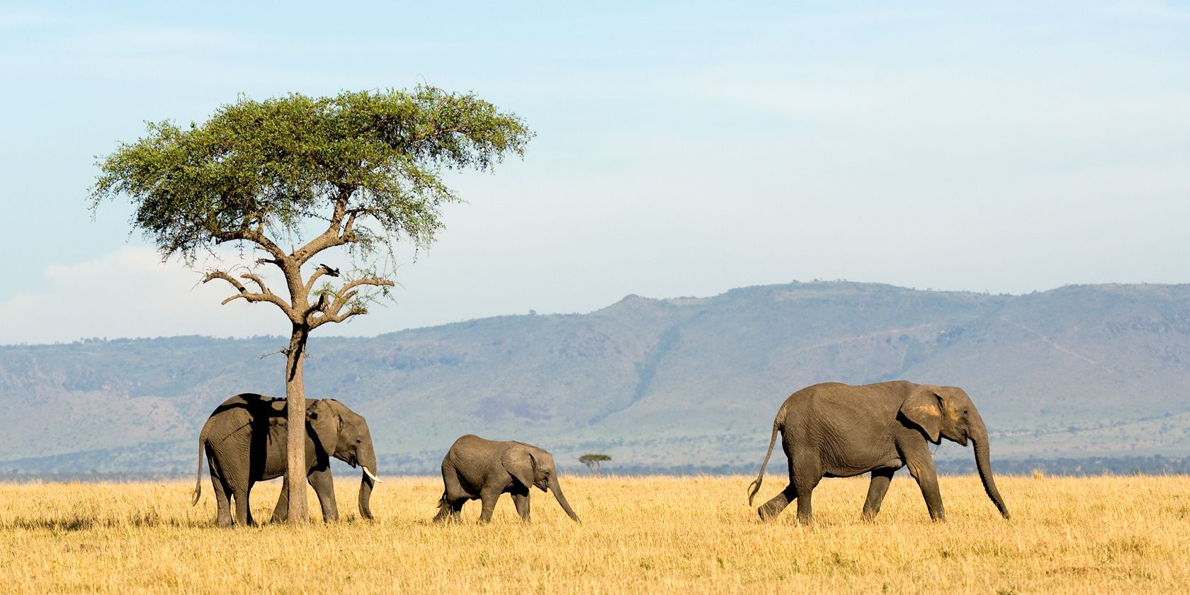natucate-pwe-tanzania-sayari-elephant-herd