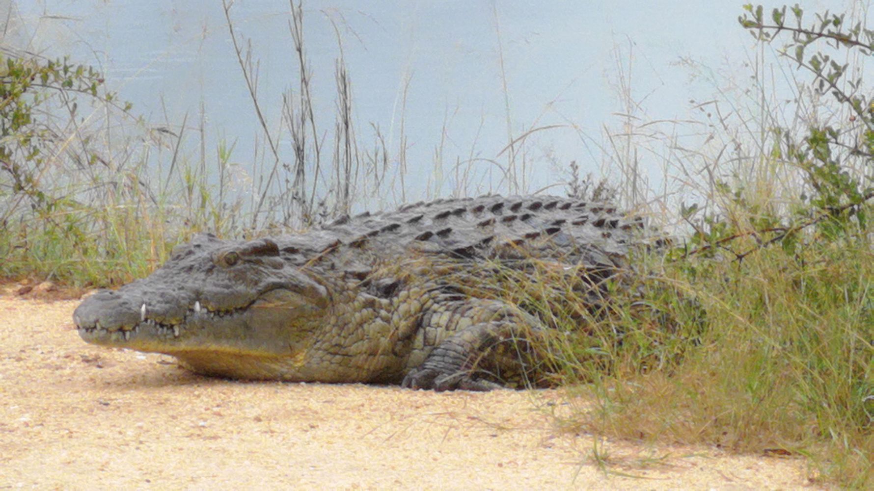 erfahrungsberichte-naturreise-suedafrika-ecoquest-caroline-krokodil-natucate