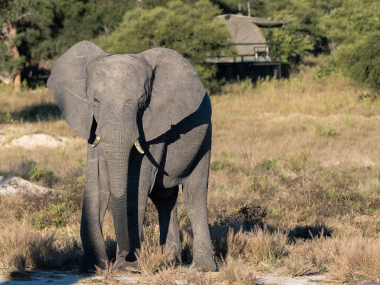 Elefant vor dem Camp