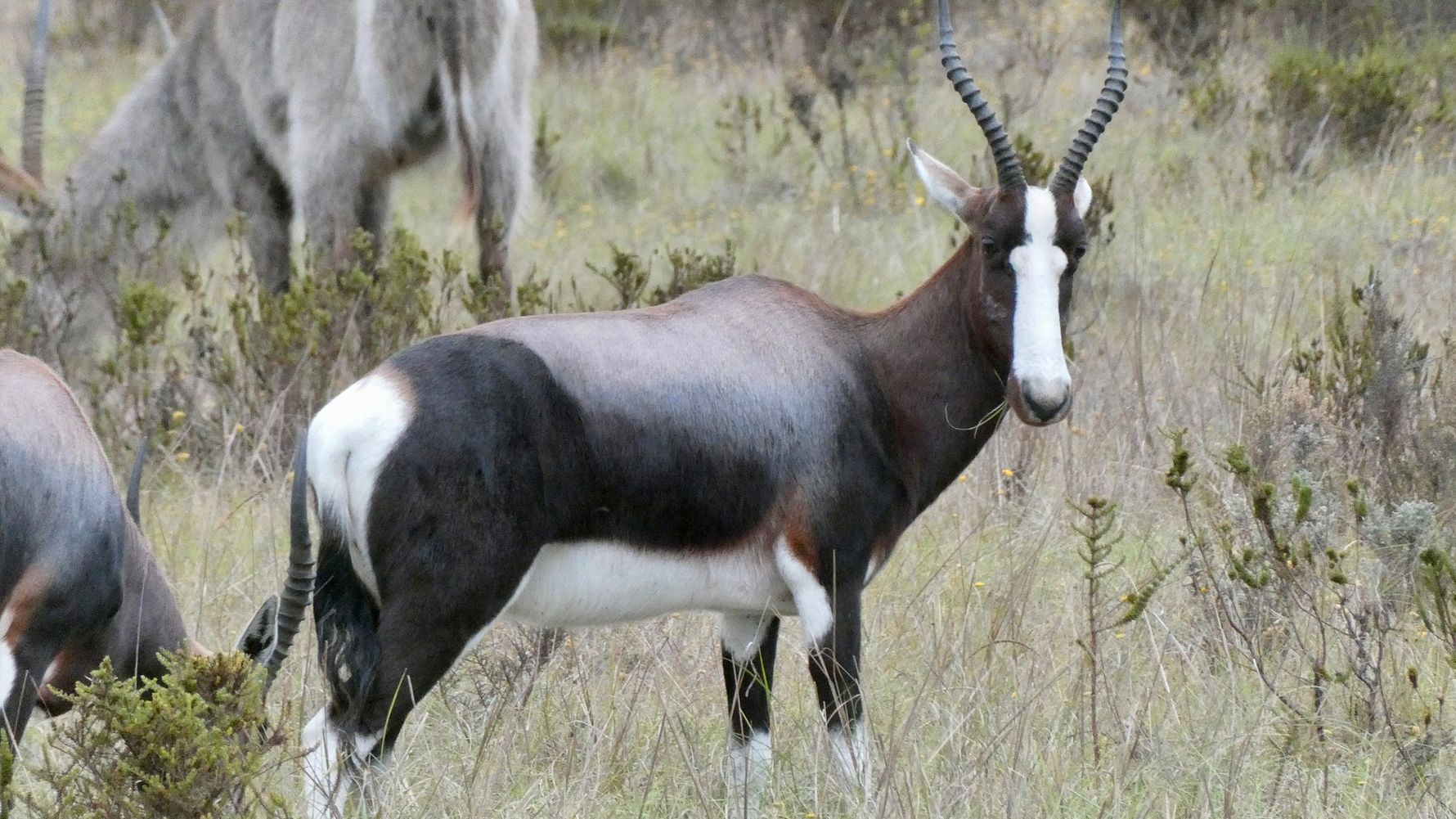 reiseinformationen-suedafrika-mossel-bay-antilope