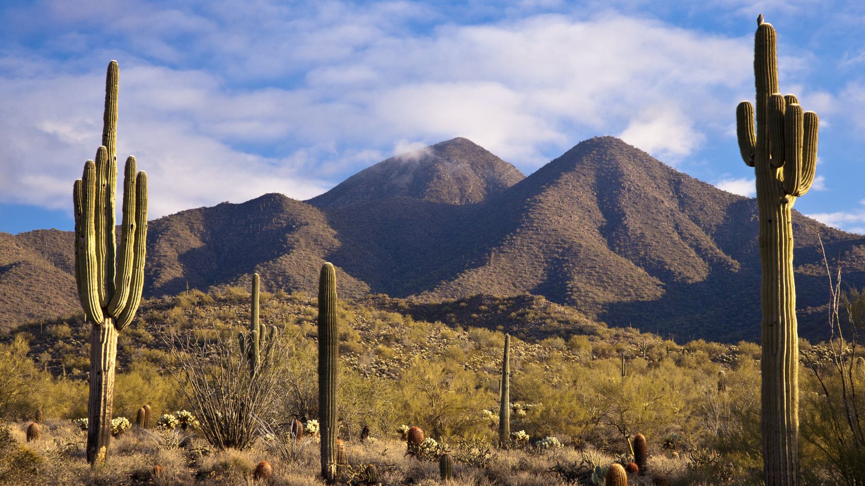 Der Joshua Tree National Park ist fuer seine beeindruckende Pflanzendiversitaet besonders bekannt