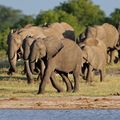 natucate-orte-hwange-nationalpark-elefanten