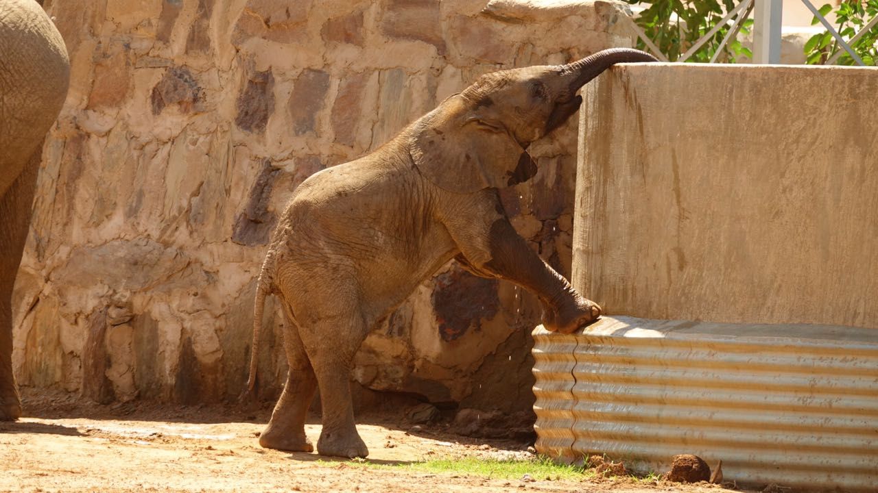 Projekt zum Elefantenschutz: Ein Elefanten Kalb trinkt an einem Brunnen