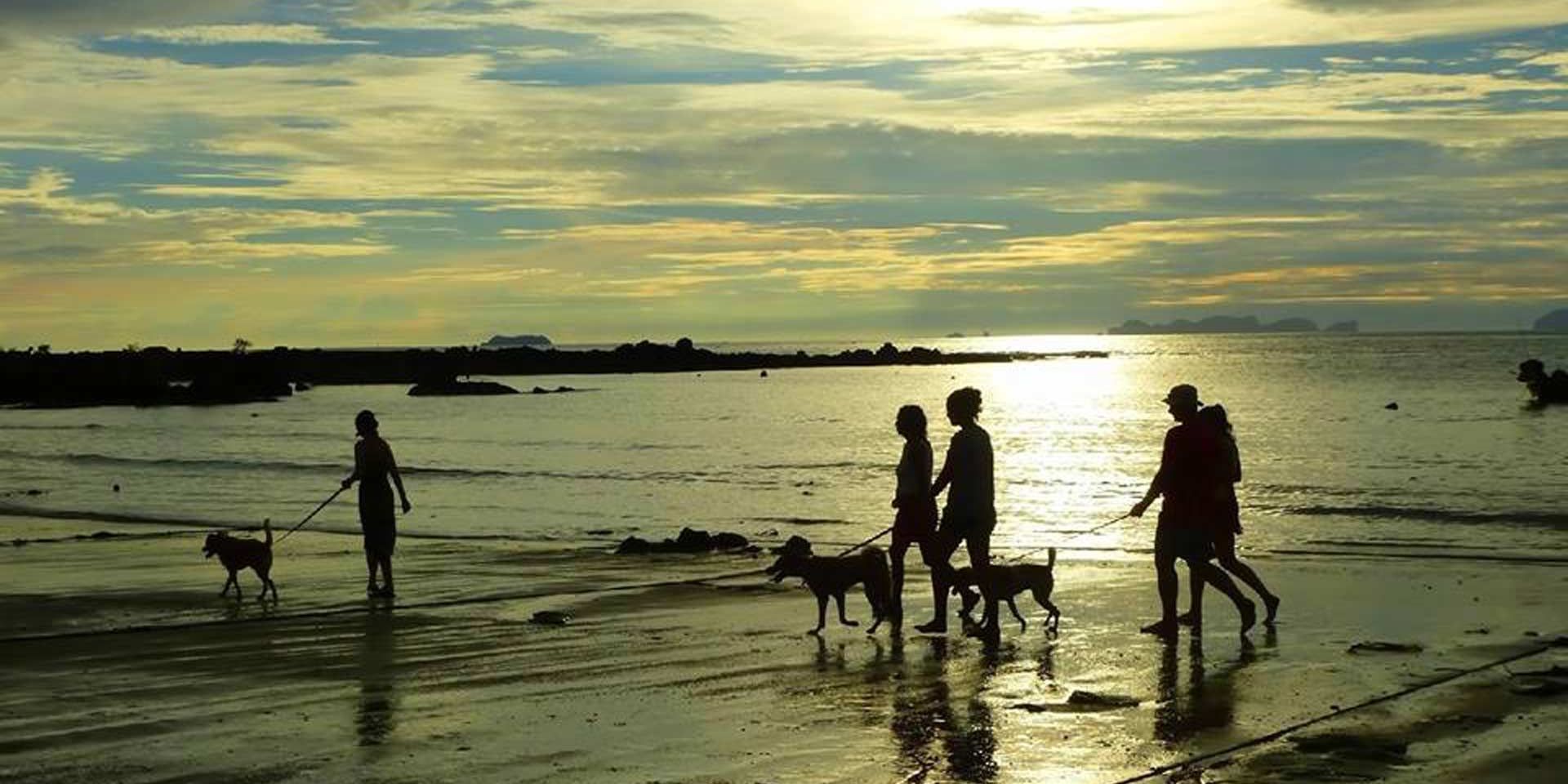 Freiwillige Tierschutzhelfer unternehmen auf Ko Lanta einen Strandspaziergang mit Hunden.