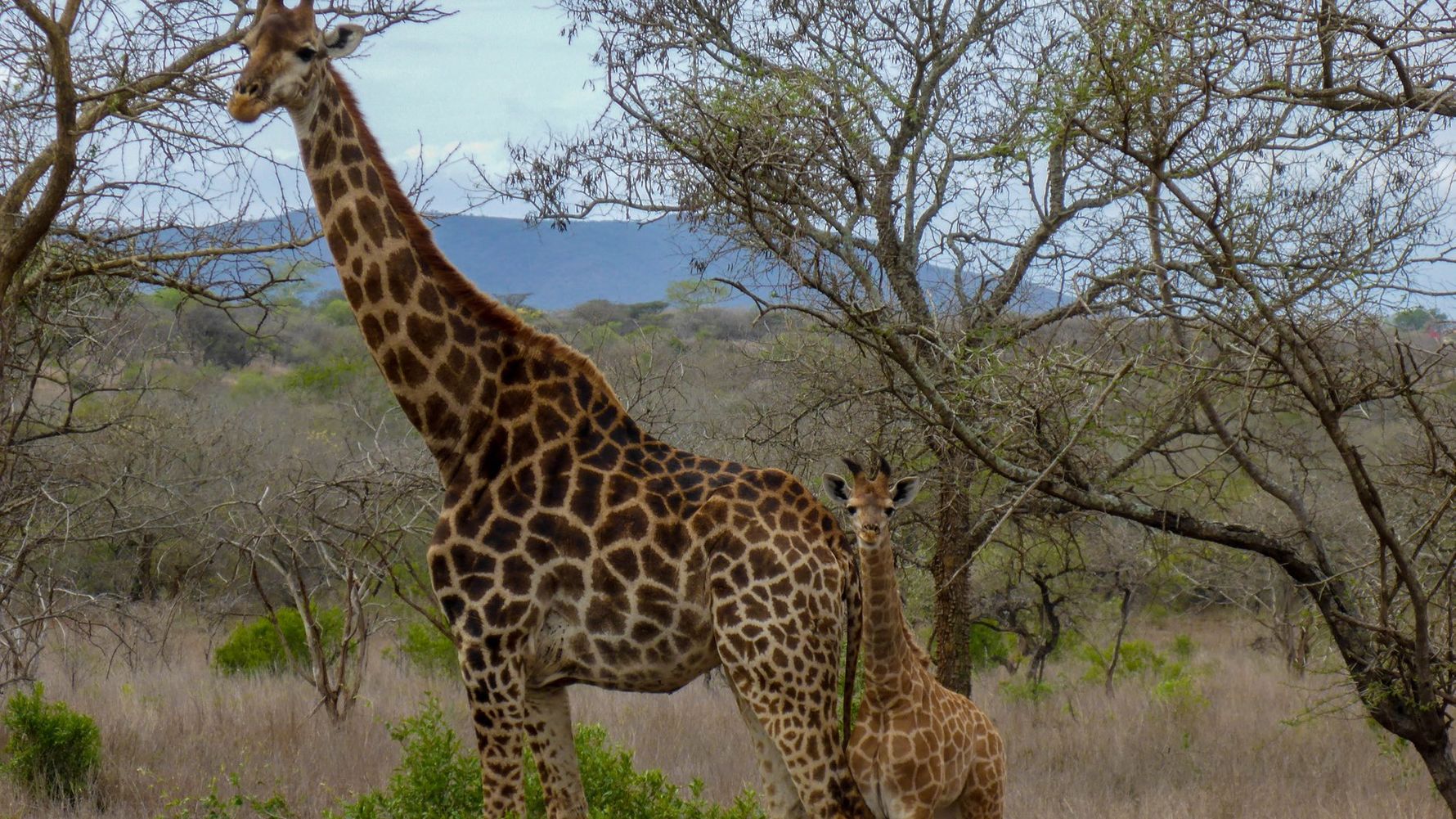 erlebnisreise-suedliches-afrika-erfahrungsbericht-ecoquest-kundenfotos-giraffen-natucate