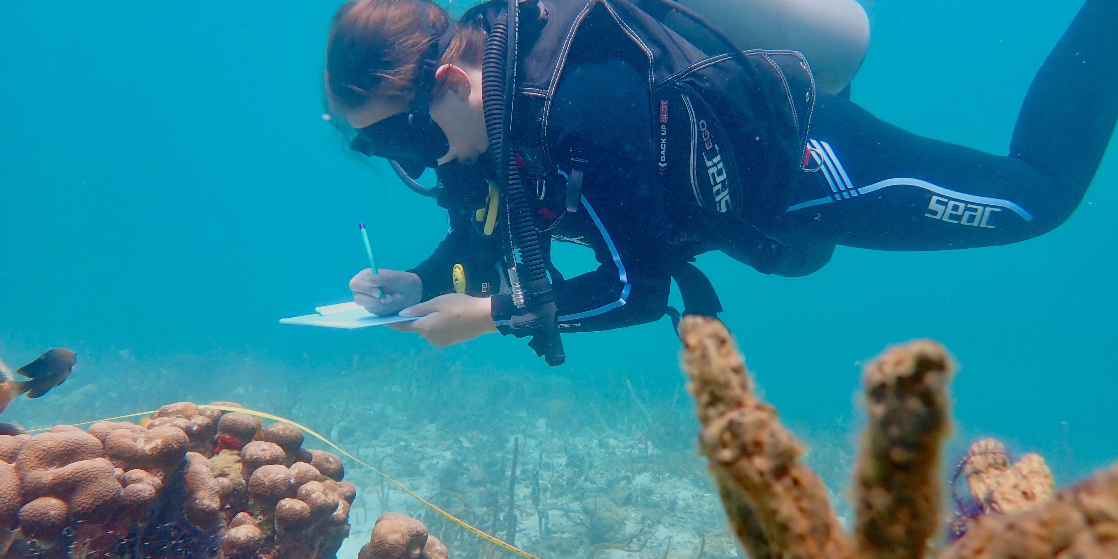 natucate-volunteering-panama-diving-research