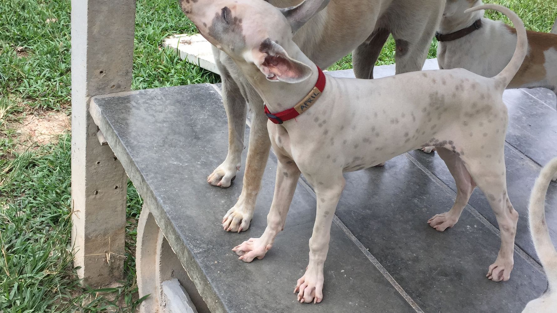 freiwilligenarbeit-thailand-erfahrungsbericht-tierschutz-hunde-natucate