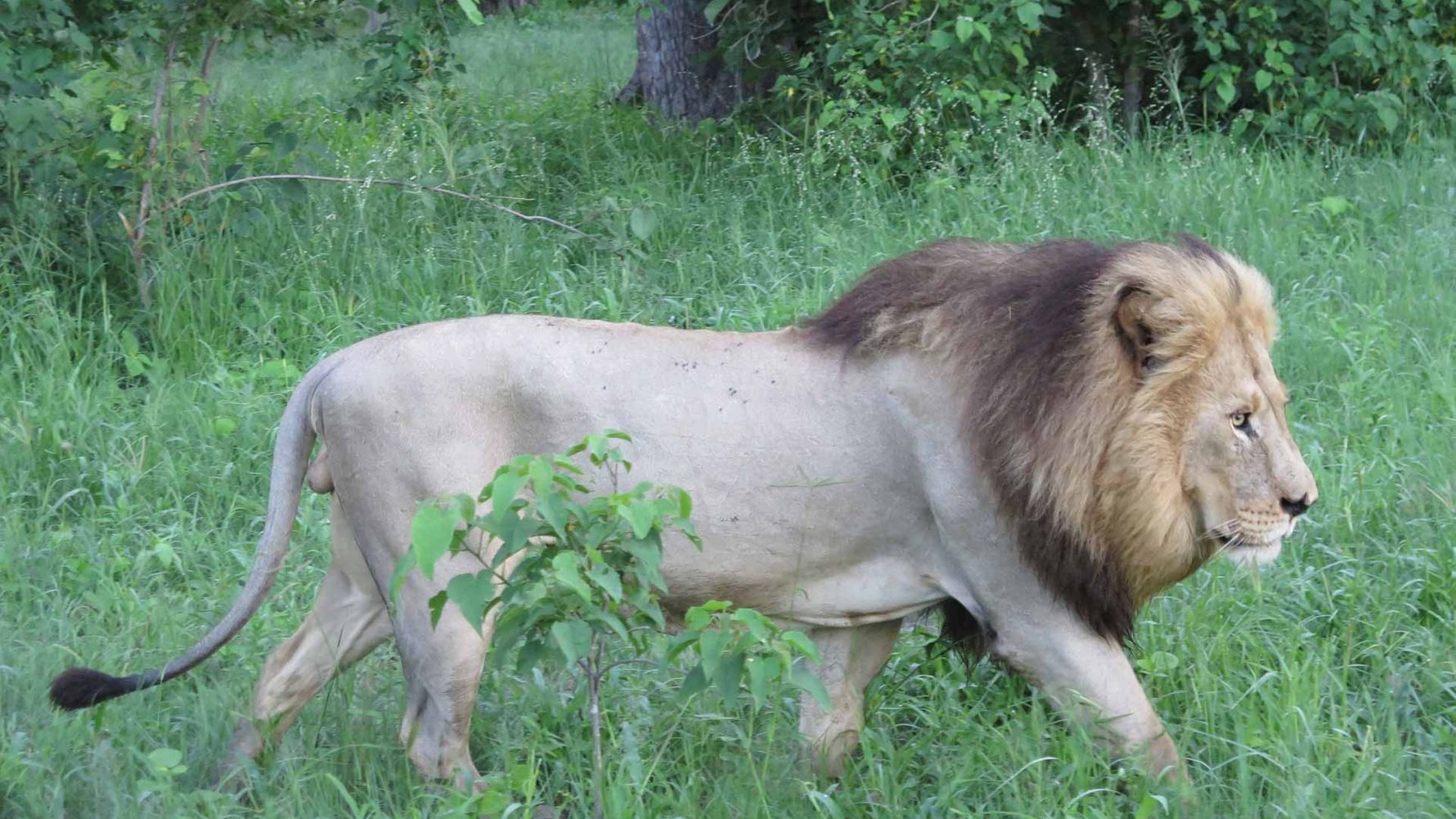 erfahrungsbericht-praktikum-botswana-artenschutz-loewe-natucate