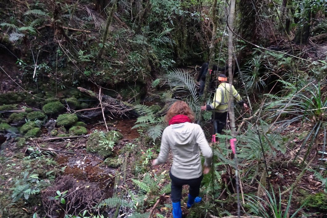 Zwei Volunteers unseres Naturschutzprojekts an Neuseelands Kauri Coast durchstreifen den Regenwald