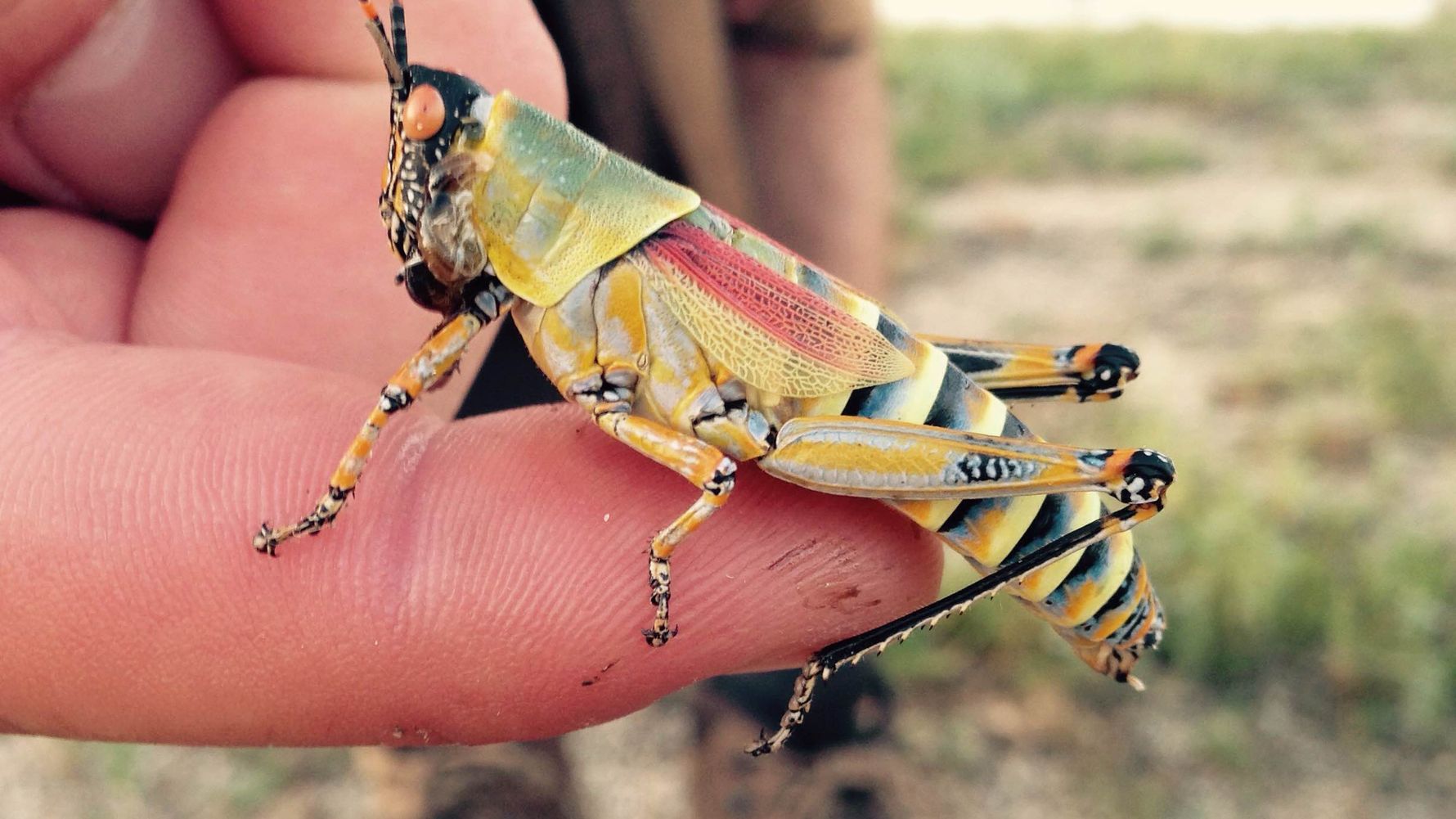 erfahrungsberichte-suedafrika-rangerausbildung-insekt-natucate