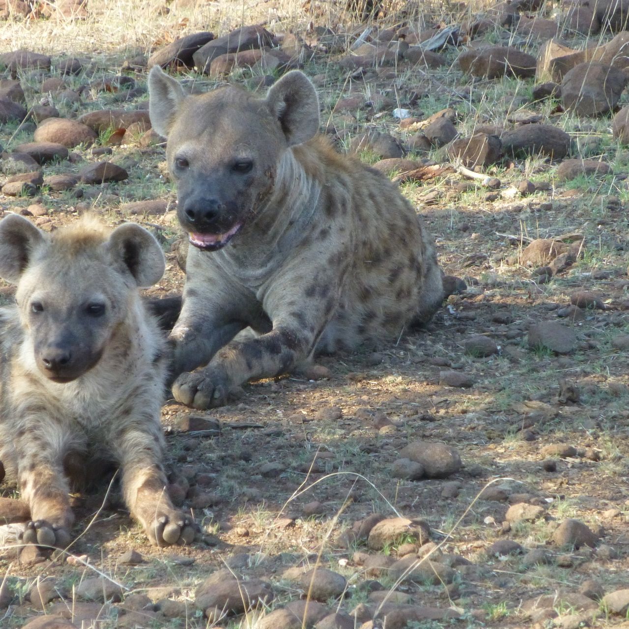 erfahrungsbericht-suedliches-afrika-kundenfotos-sabbatjahr-fgl1-wildhunde-natucate
