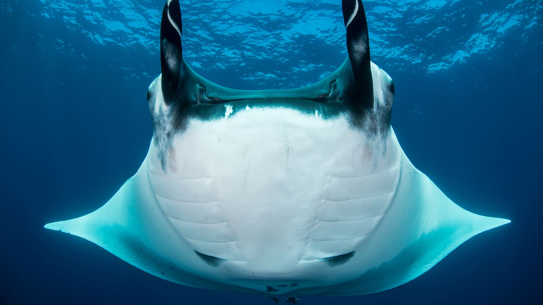 Manta Rochen