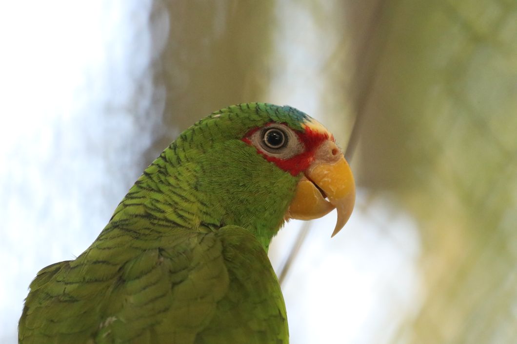 reisen-freiwilligendienst-guatemala-wildtierschutz-papagei-grun-details