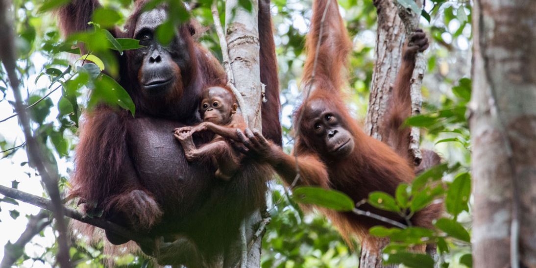 Eine Orang-Utan-Familie mit einem Muttertier und ihrem Jungen in Bäumen.