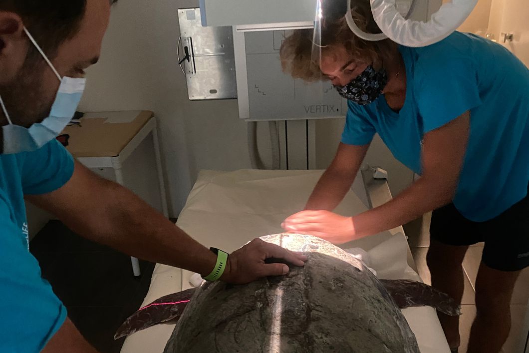 freiwilligenarbeit-griechenland-kefalonia-meeresschildkroete-messen-datenerfassung-natucate