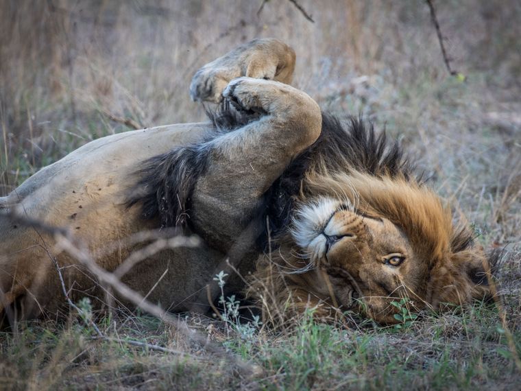 Ein Loewe liegt auf dem Ruecken und waelzt sich spielerisch ueber den Boden waehrend eines Safari Trips